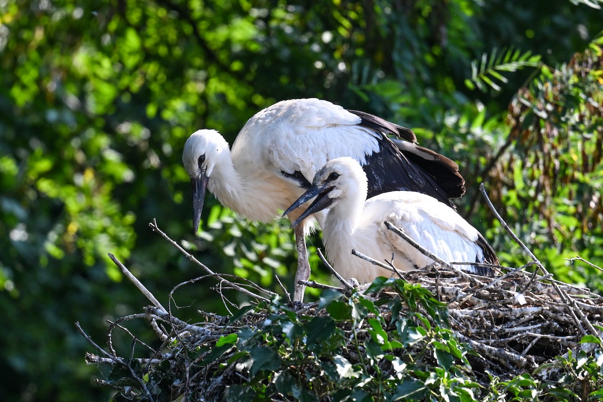 White Stork - ML643409315