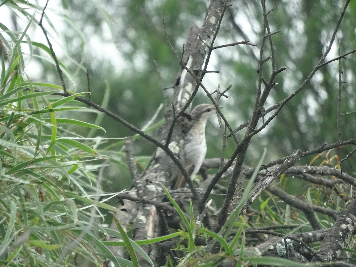 White-winged Triller - ML643409318