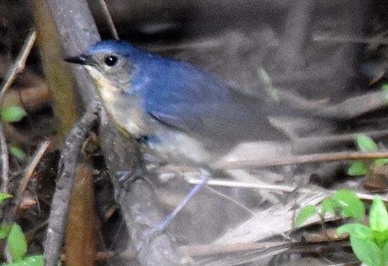 Firethroat - ML643409319