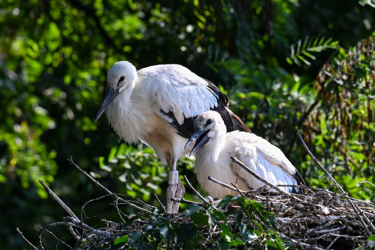 White Stork - ML643409323
