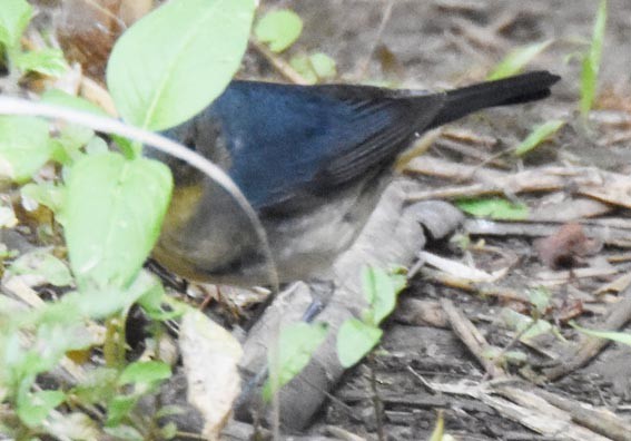 Firethroat - ML643409324