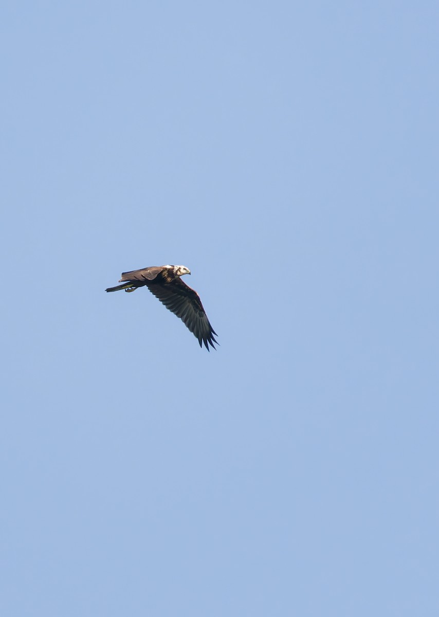 Eastern Marsh Harrier - ML643409326