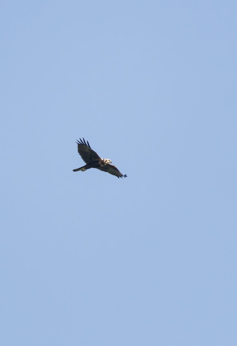Eastern Marsh Harrier - ML643409327