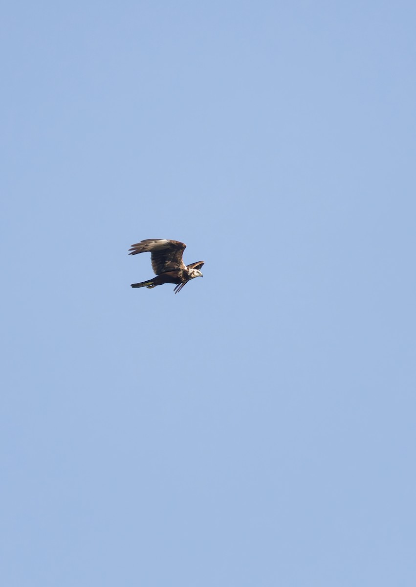 Eastern Marsh Harrier - ML643409328