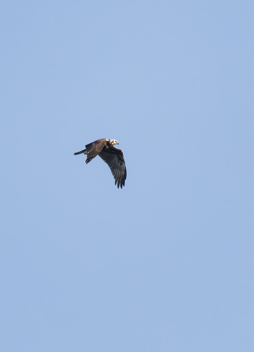 Eastern Marsh Harrier - ML643409329