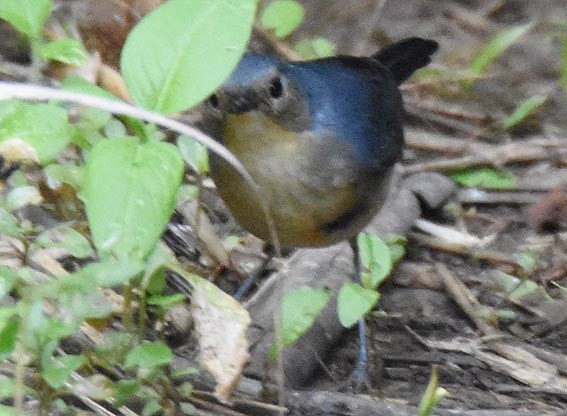 Firethroat - ML643409334