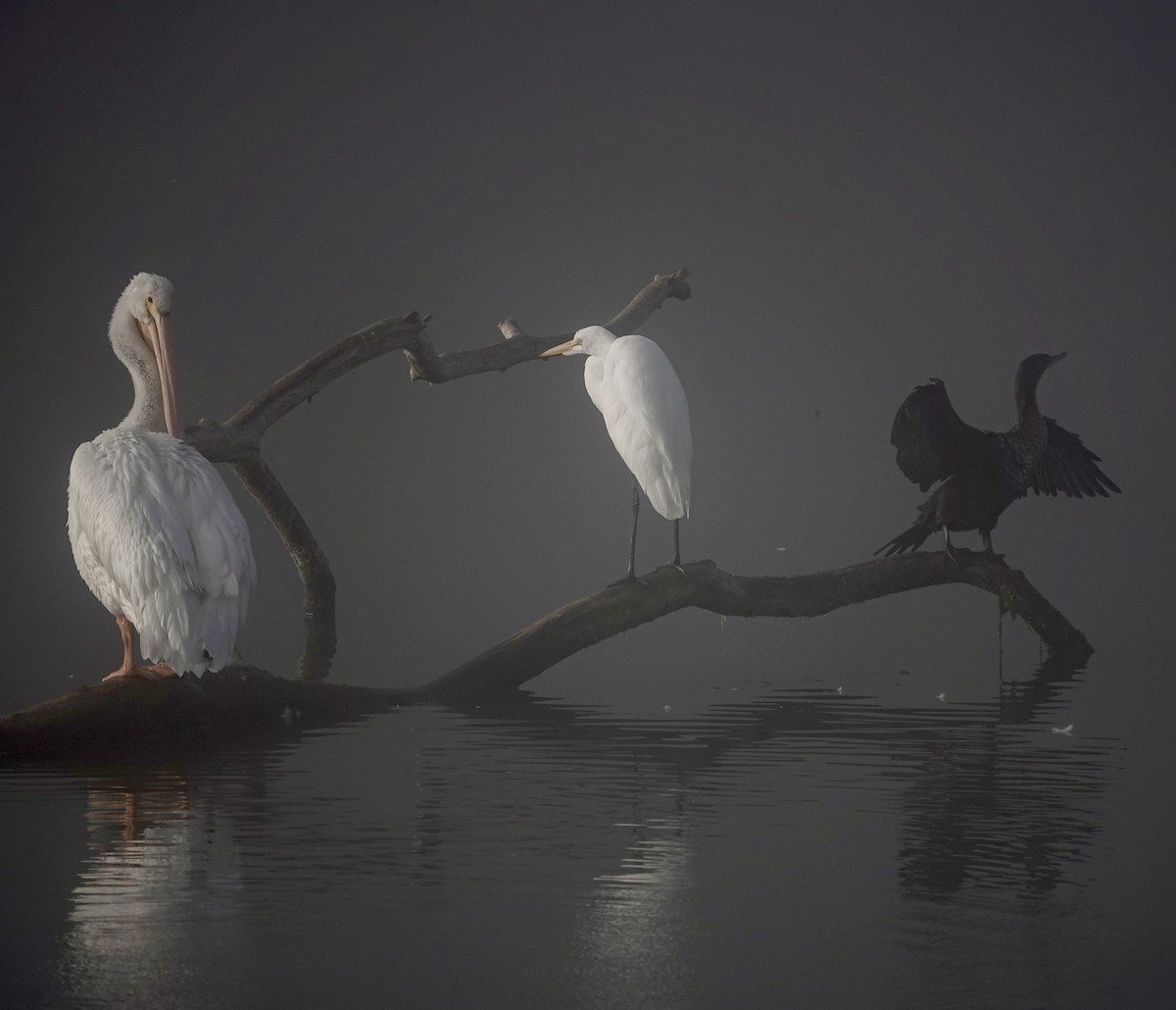 American White Pelican - ML643409336