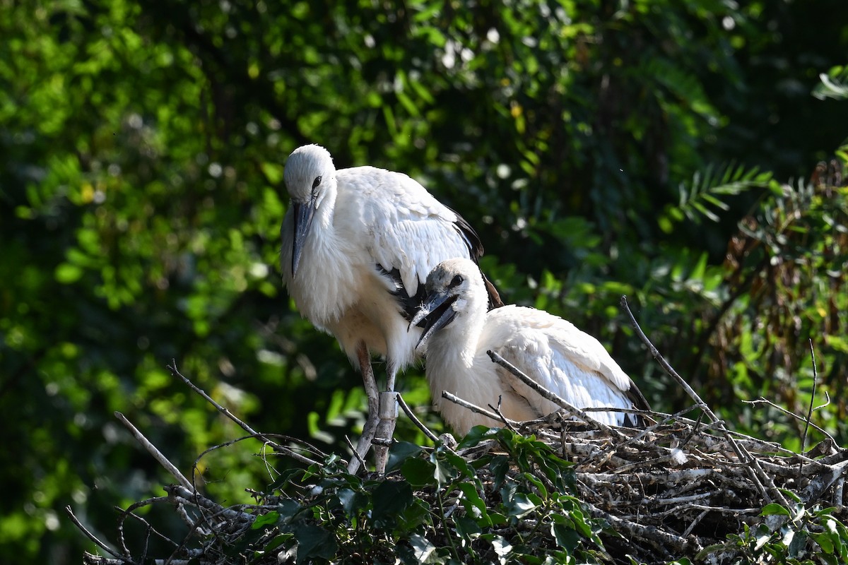 White Stork - ML643409337