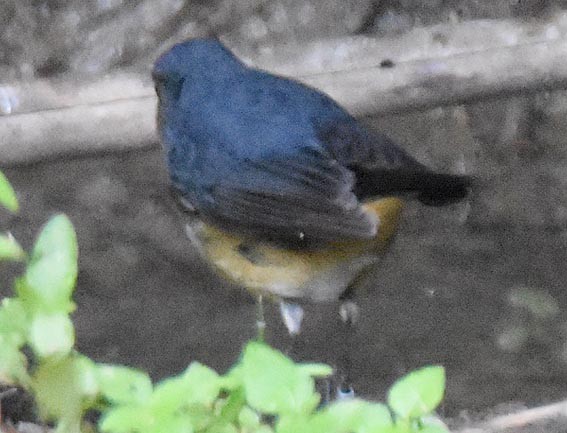 Firethroat - ML643409343