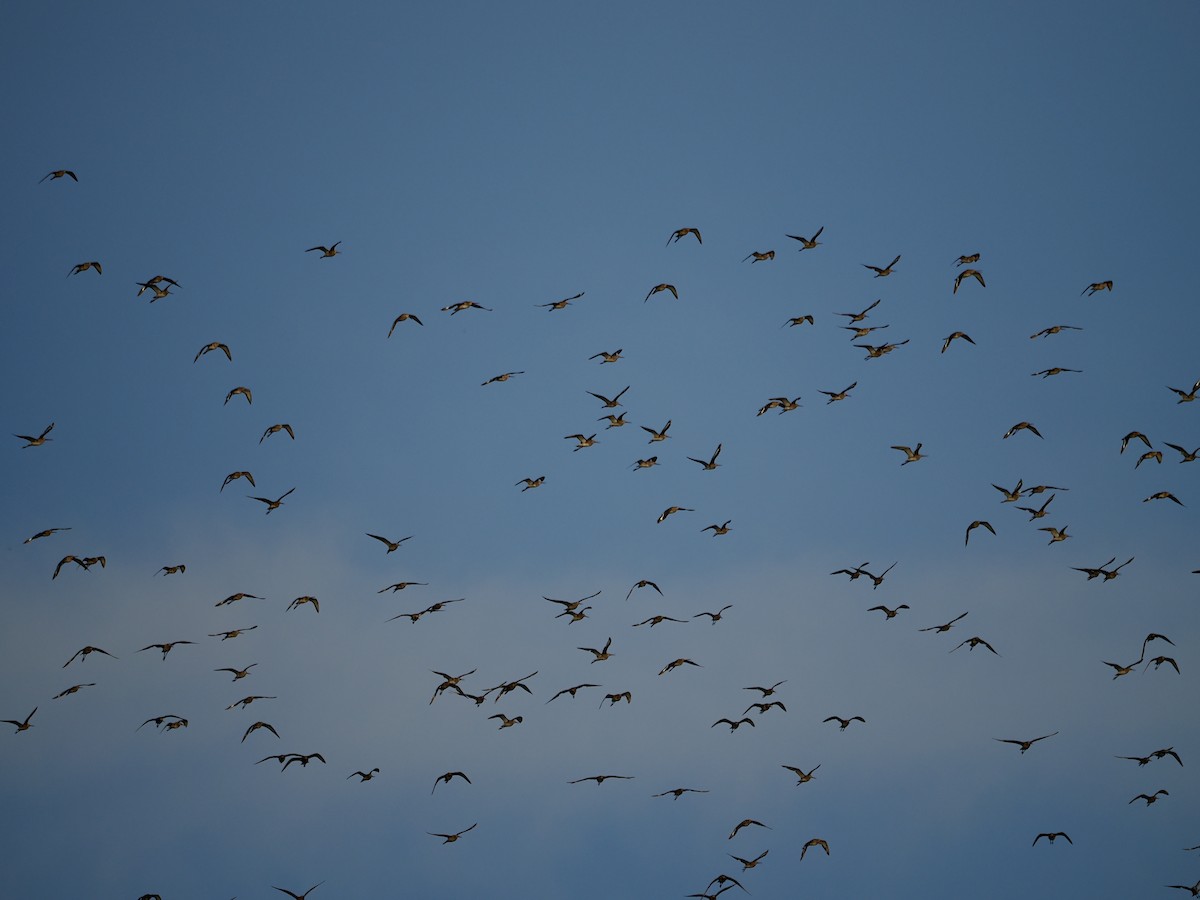 břehouš černoocasý - ML643409346