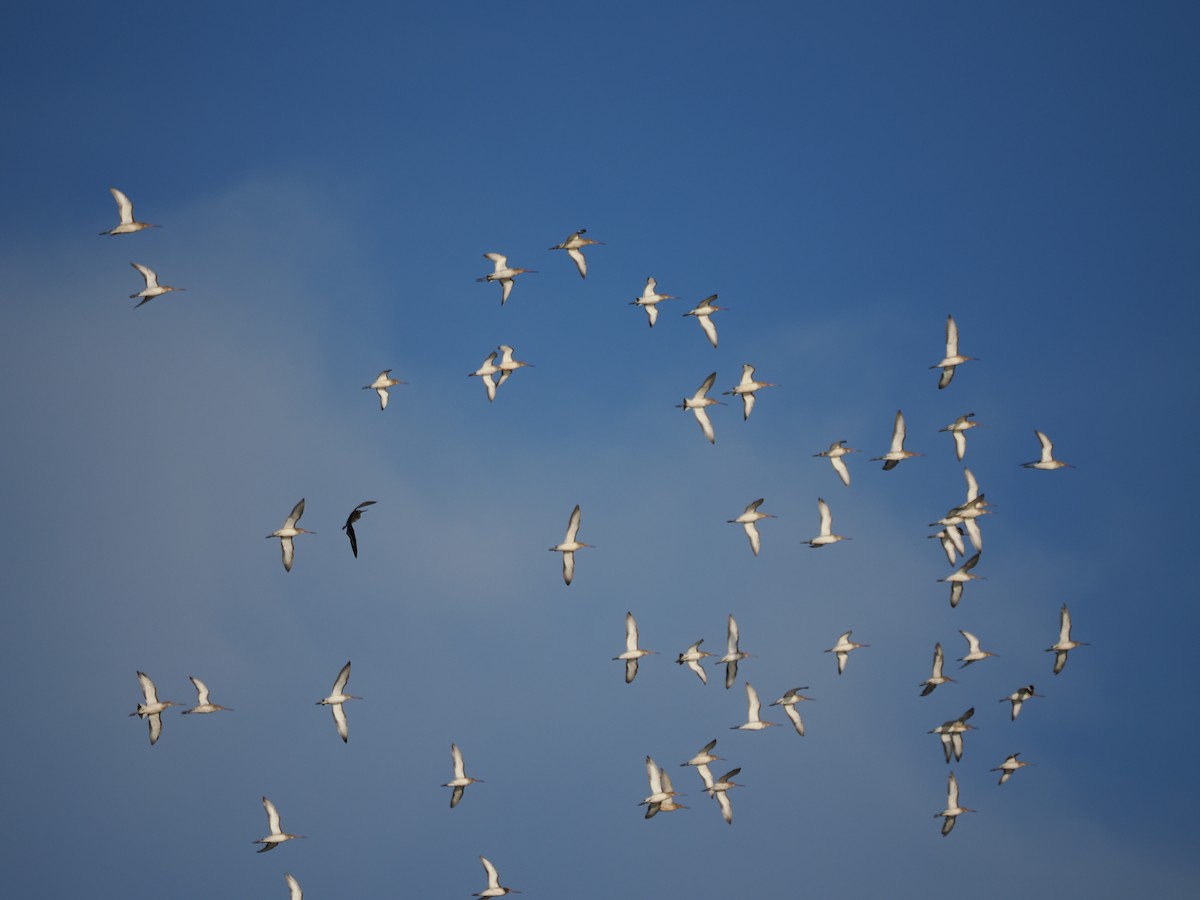 břehouš černoocasý - ML643409347