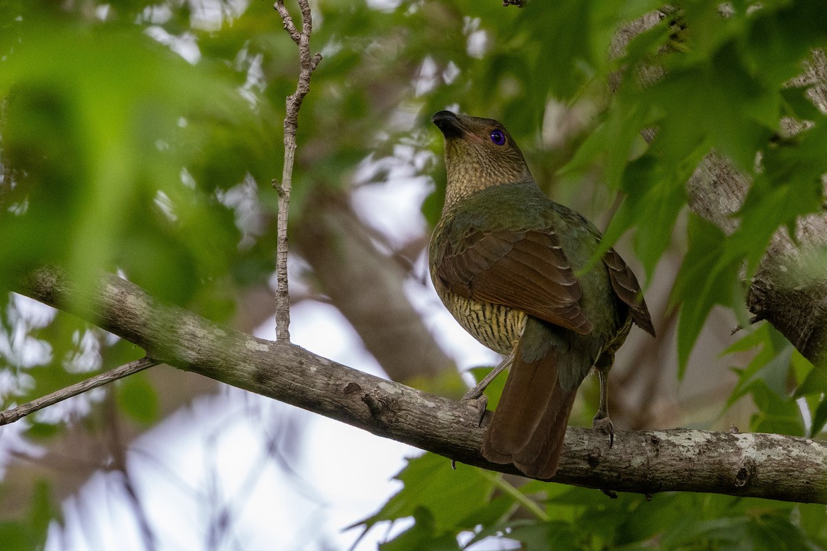 Satin Bowerbird - ML643409350