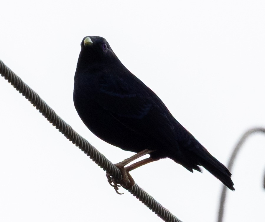 Satin Bowerbird - ML643409351