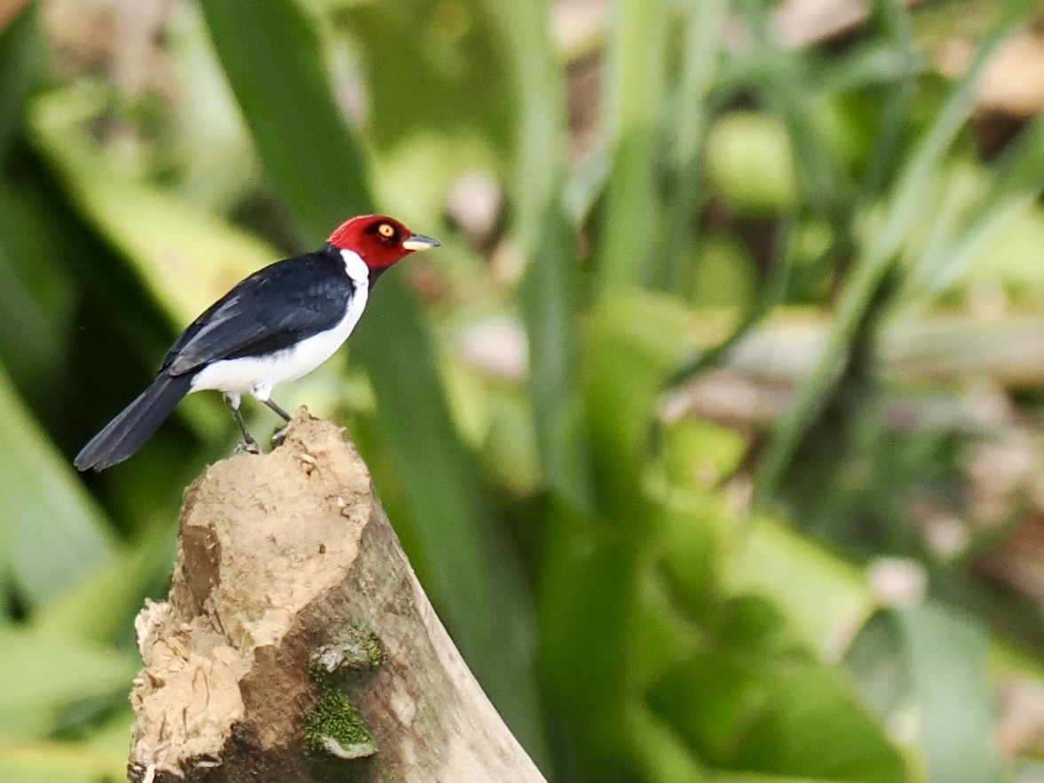 Red-capped Cardinal (Red-capped) - ML643409353