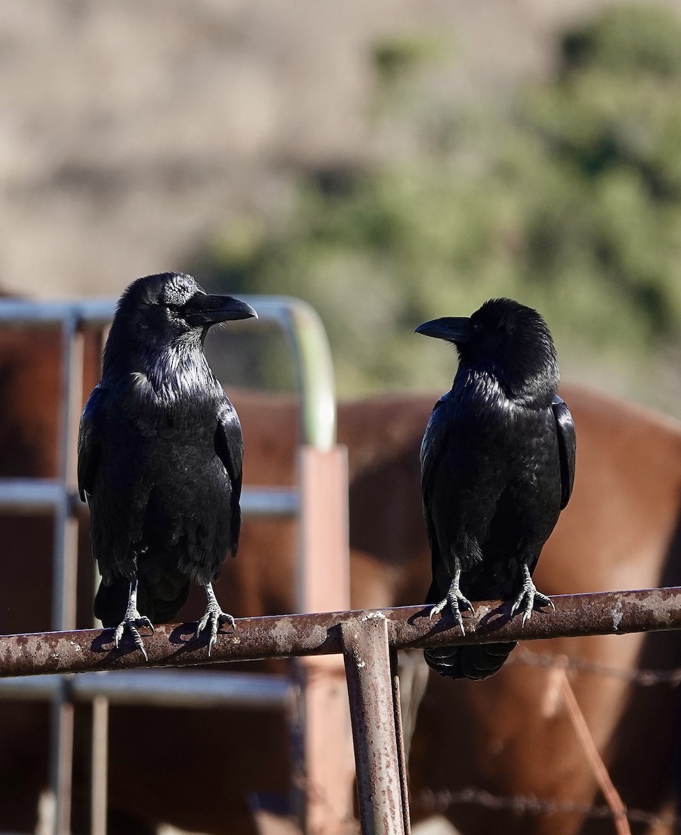 Common Raven - ML643409360