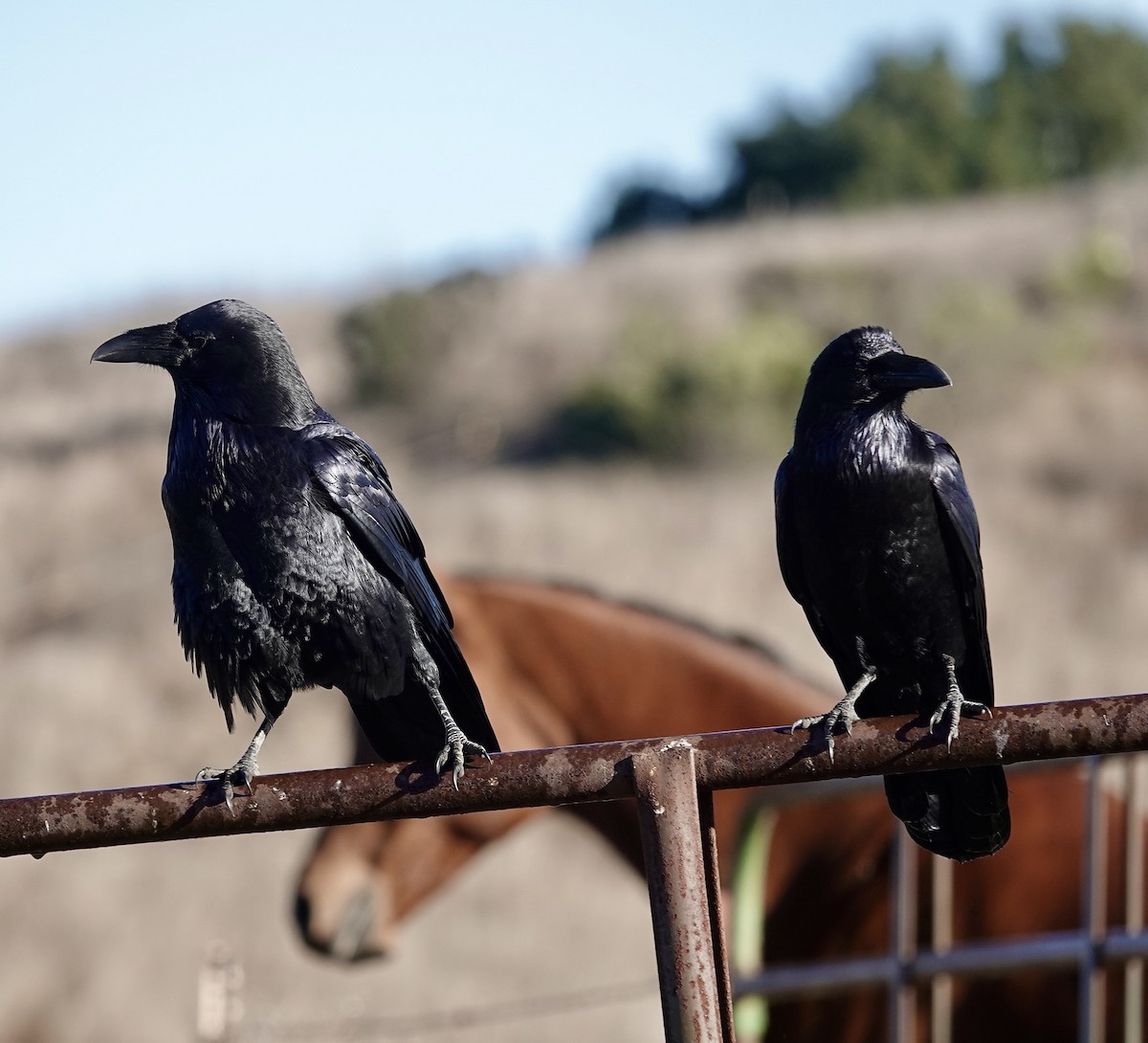 Common Raven - ML643409361