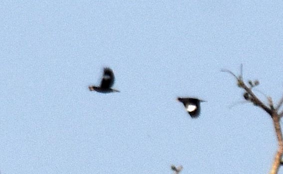 Great Myna - ML643409362