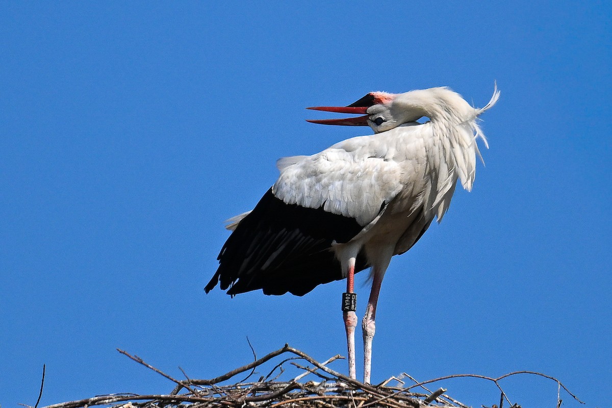 White Stork - ML643409374
