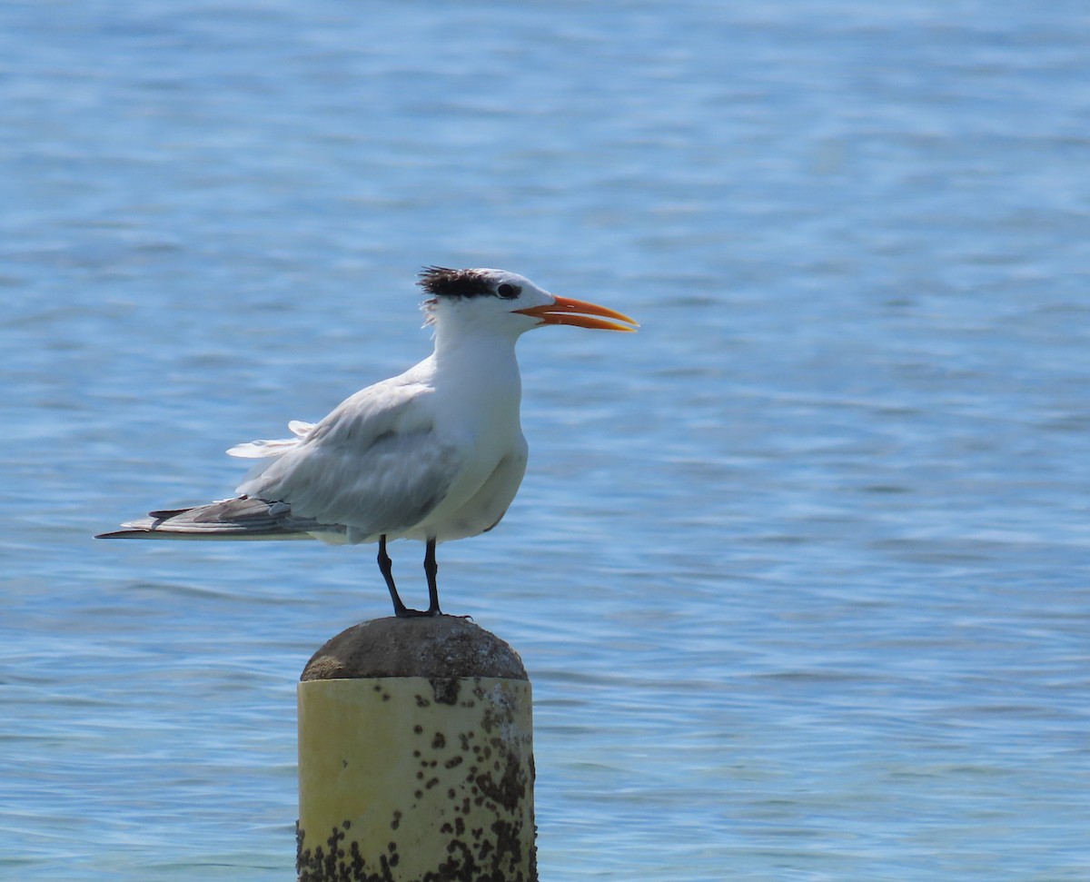 Royal Tern - ML643409376