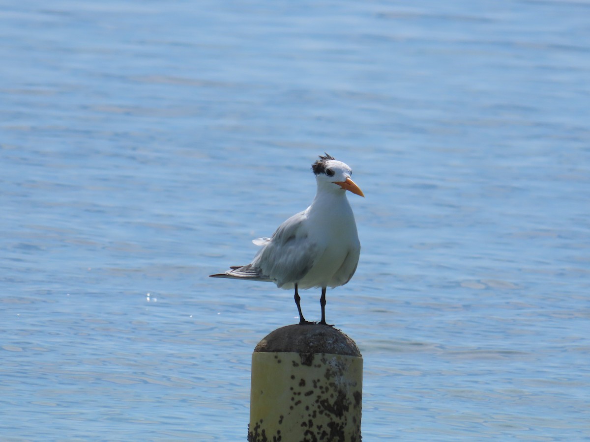 Royal Tern - ML643409378