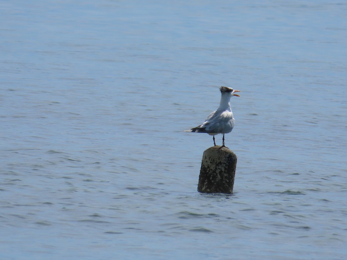 Royal Tern - ML643409380