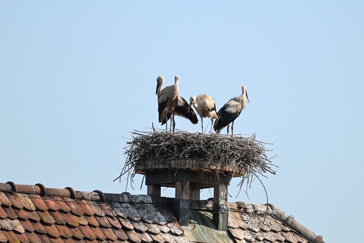 White Stork - ML643409381