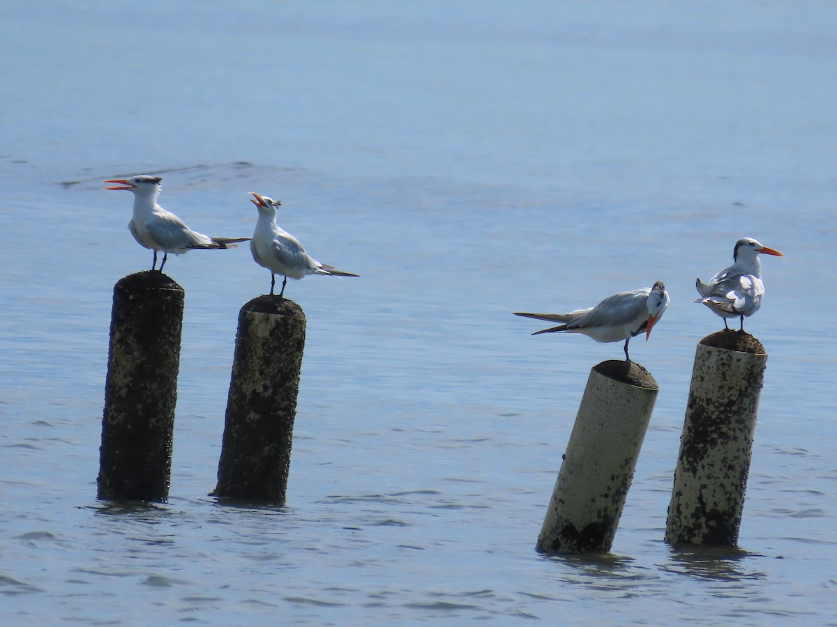 Royal Tern - ML643409382