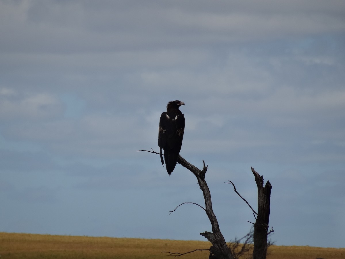 Wedge-tailed Eagle - ML643409383