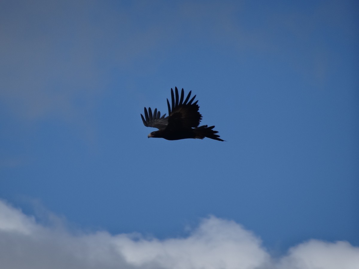 Wedge-tailed Eagle - ML643409384