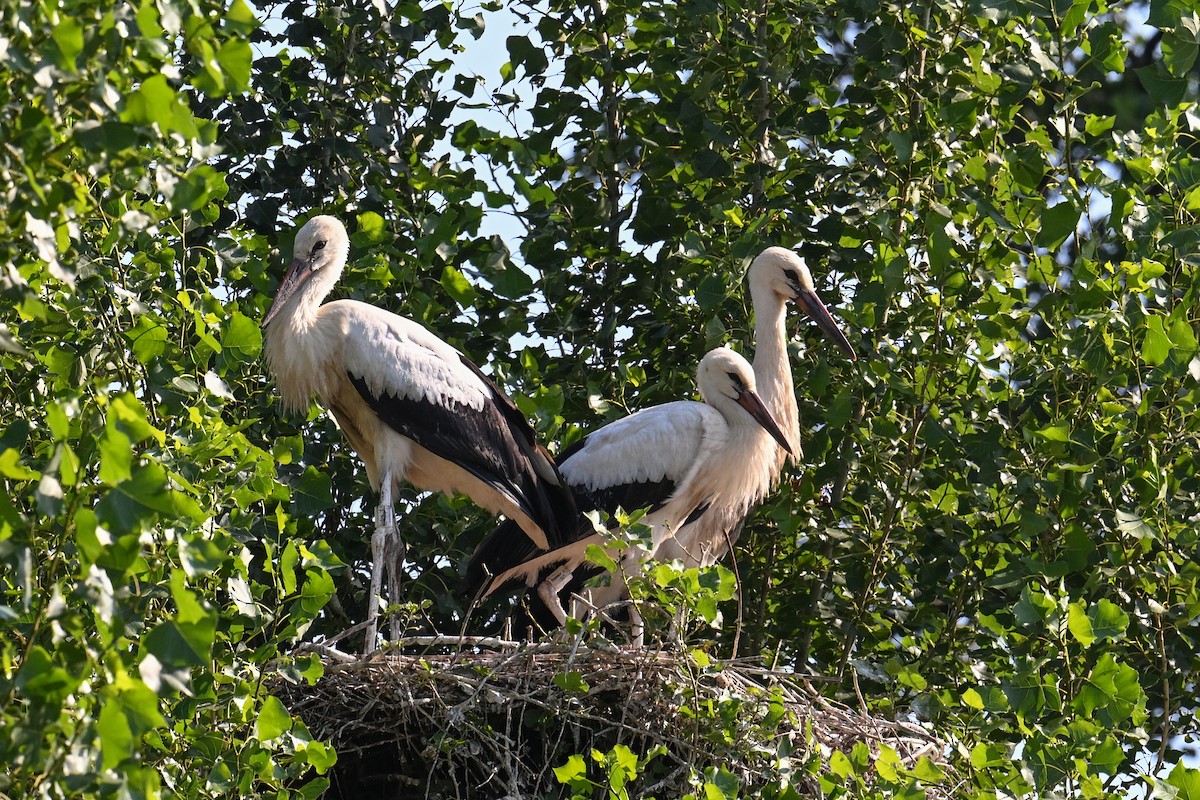White Stork - ML643409392