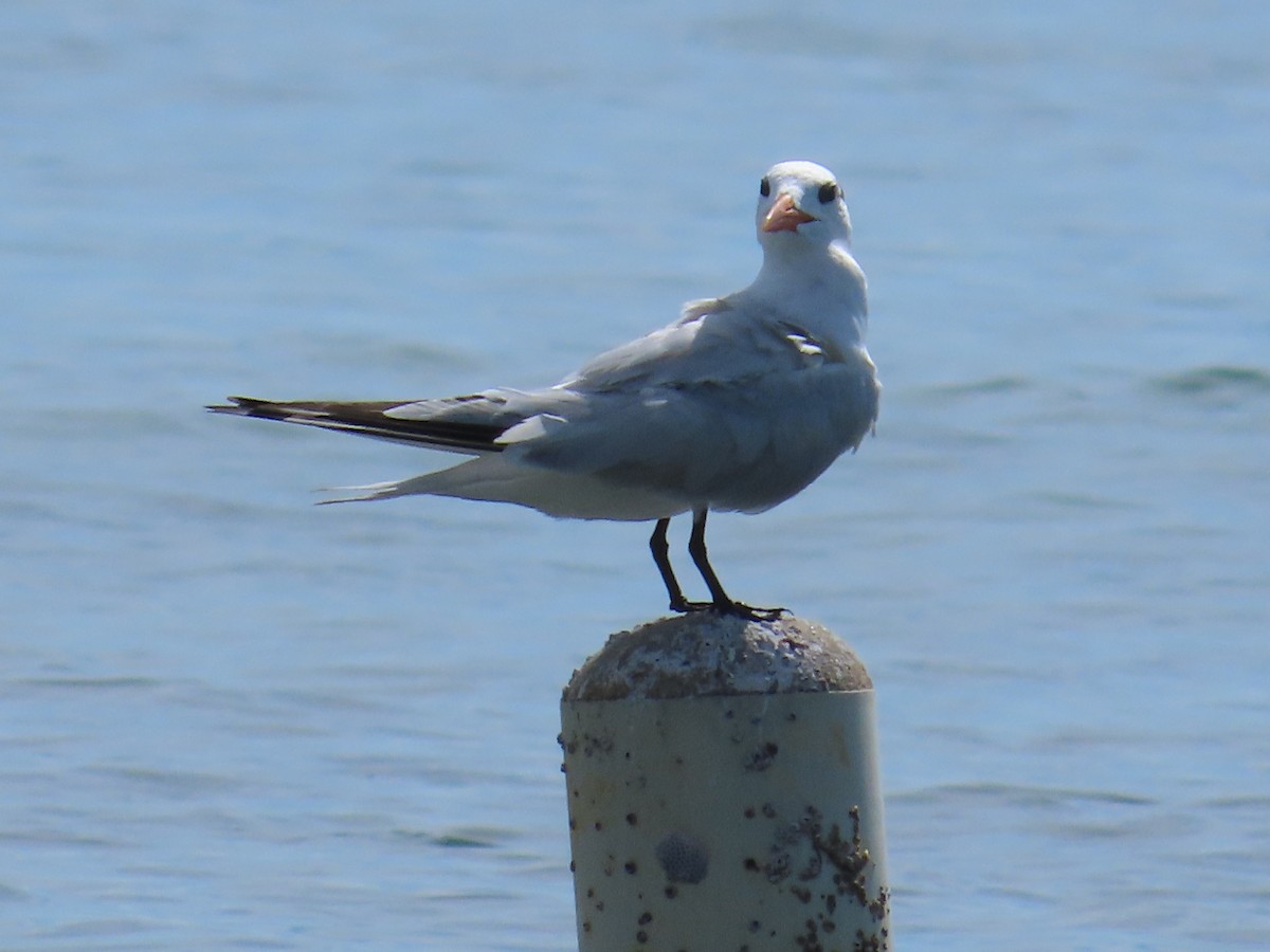 Royal Tern - ML643409395