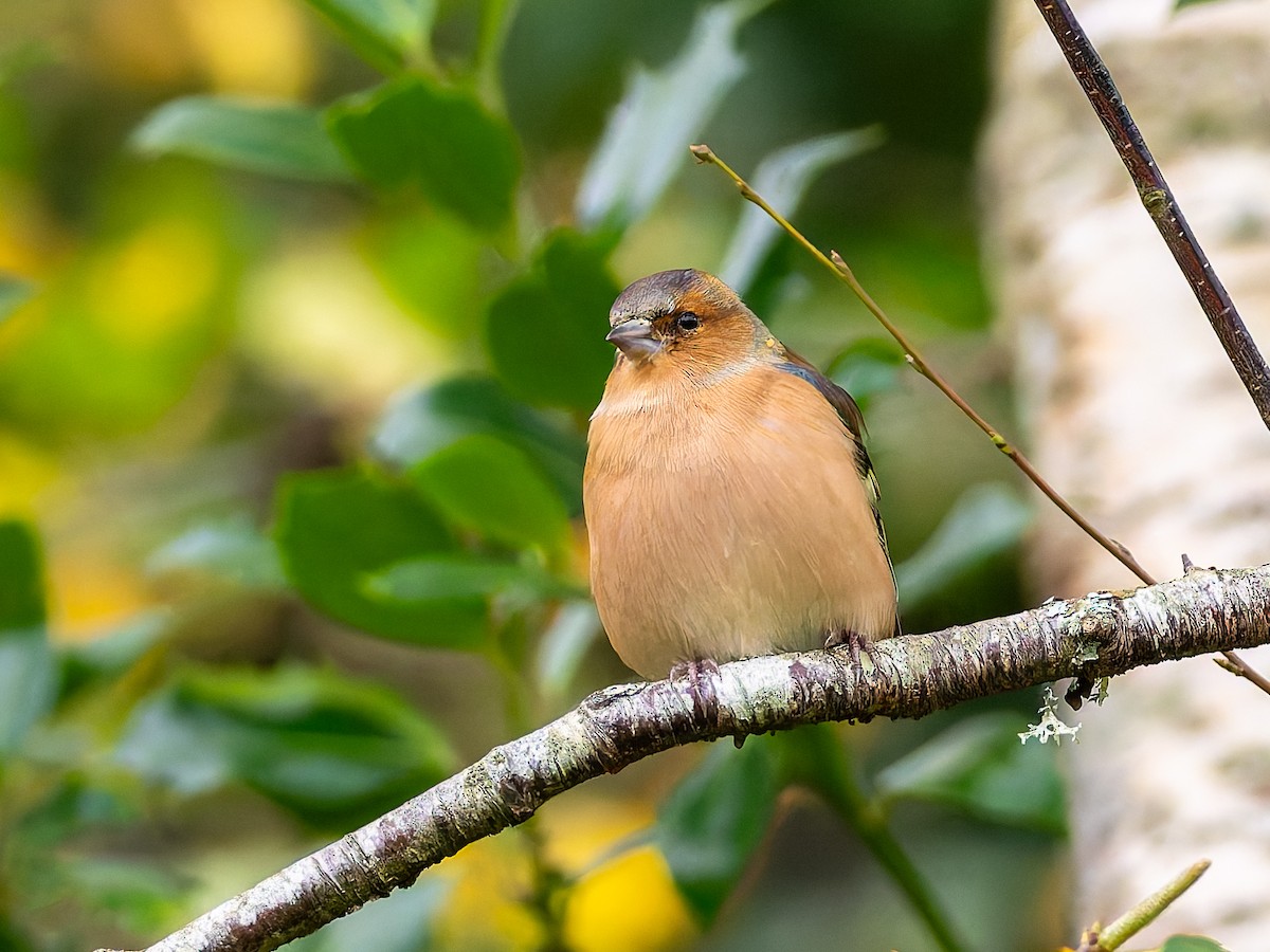 Common Chaffinch - ML643409399