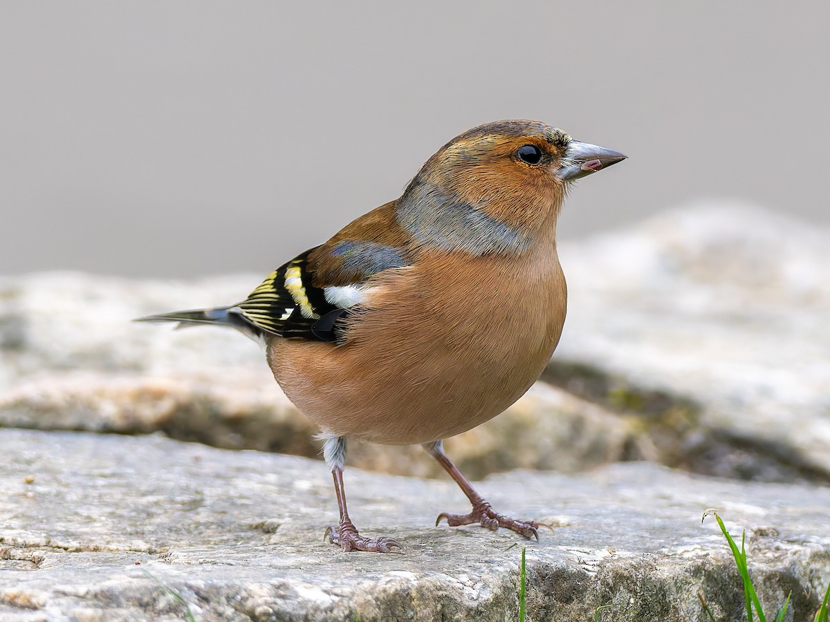 Common Chaffinch - ML643409400
