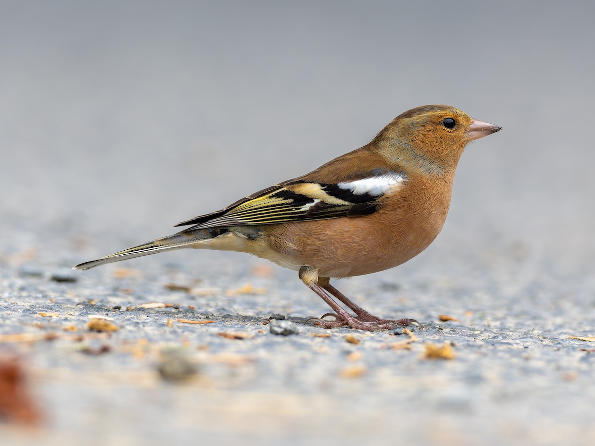 Common Chaffinch - ML643409401