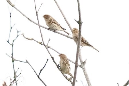 Twite - ML643409405