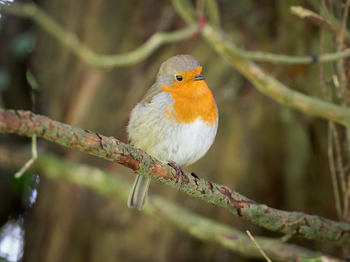 European Robin - ML643409412