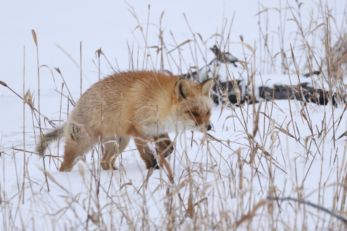 Ezo Red Fox - ML643409423