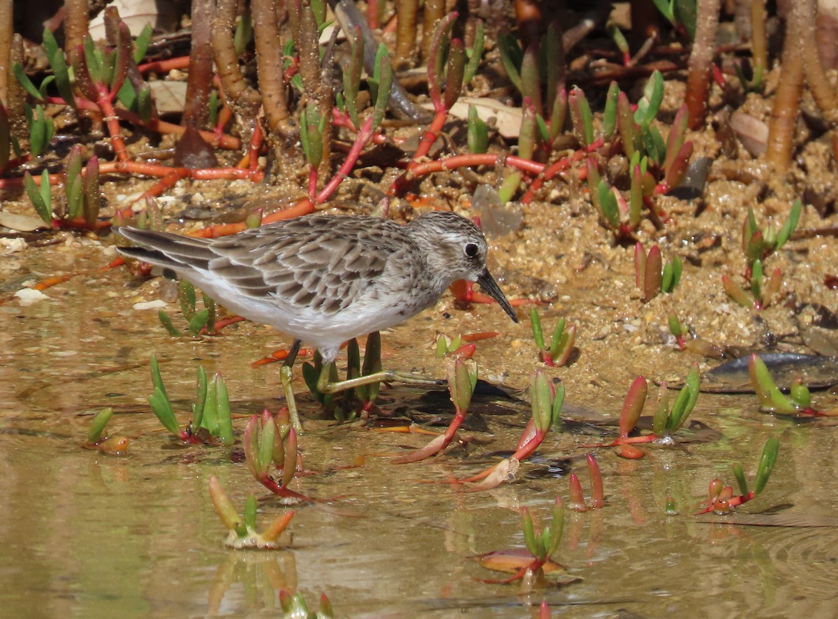 Least Sandpiper - ML643409424