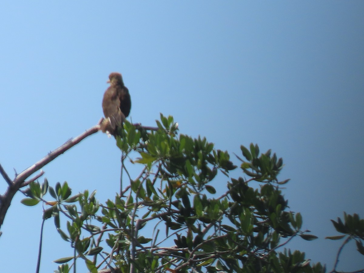 Yellow-headed Caracara - ML643409435
