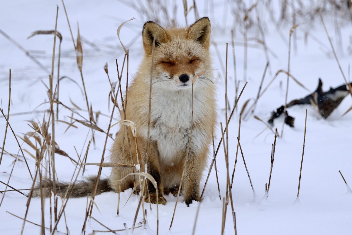 Ezo Red Fox - ML643409437