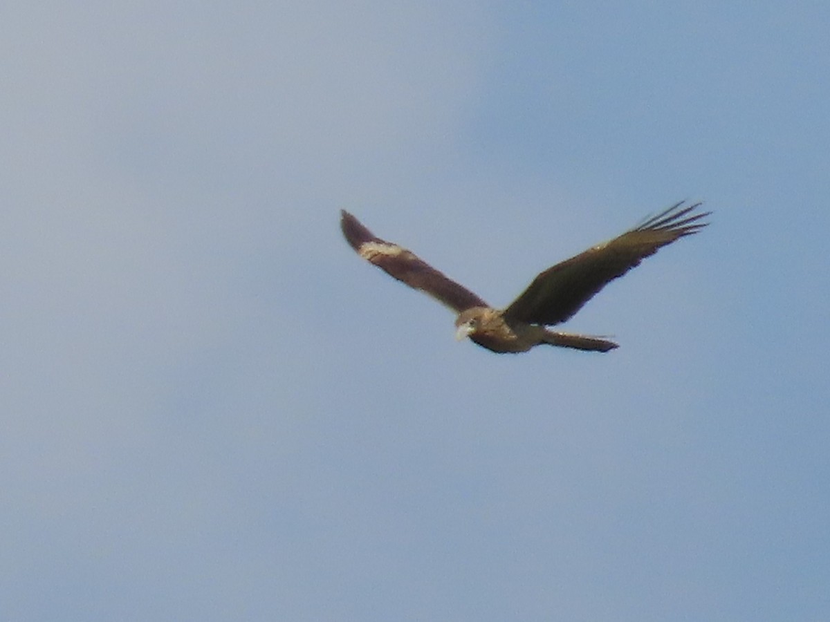 Yellow-headed Caracara - ML643409440
