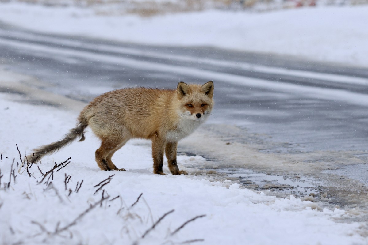 Ezo Red Fox - ML643409441