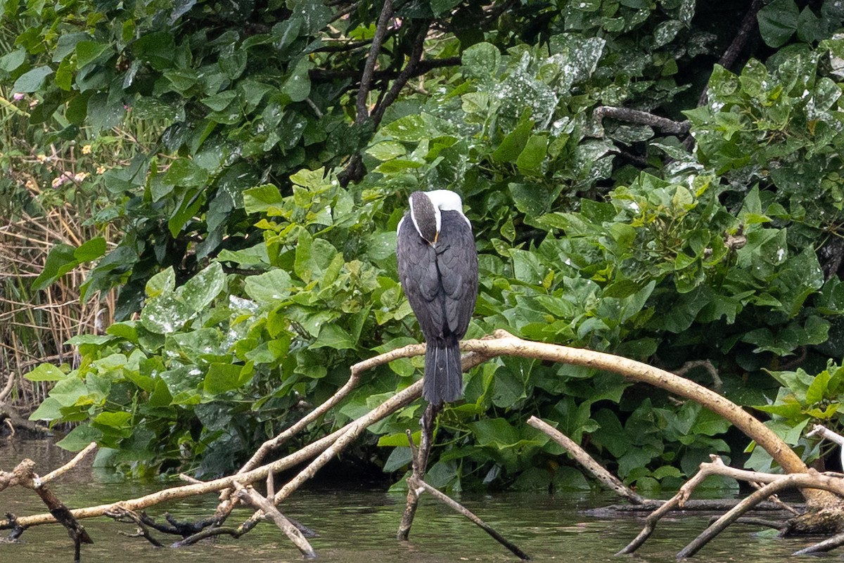 Pied Cormorant - ML643409442