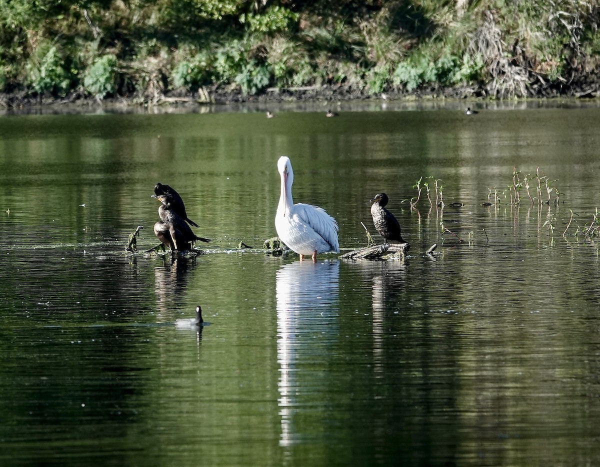 American White Pelican - ML643409446