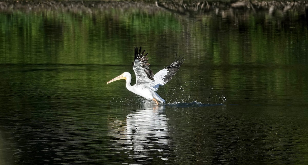 American White Pelican - ML643409447