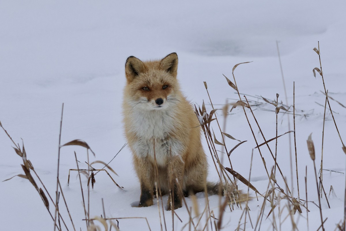 Ezo Red Fox - ML643409452