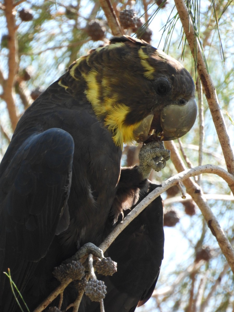 Parlak Siyah Kakadu - ML643409456
