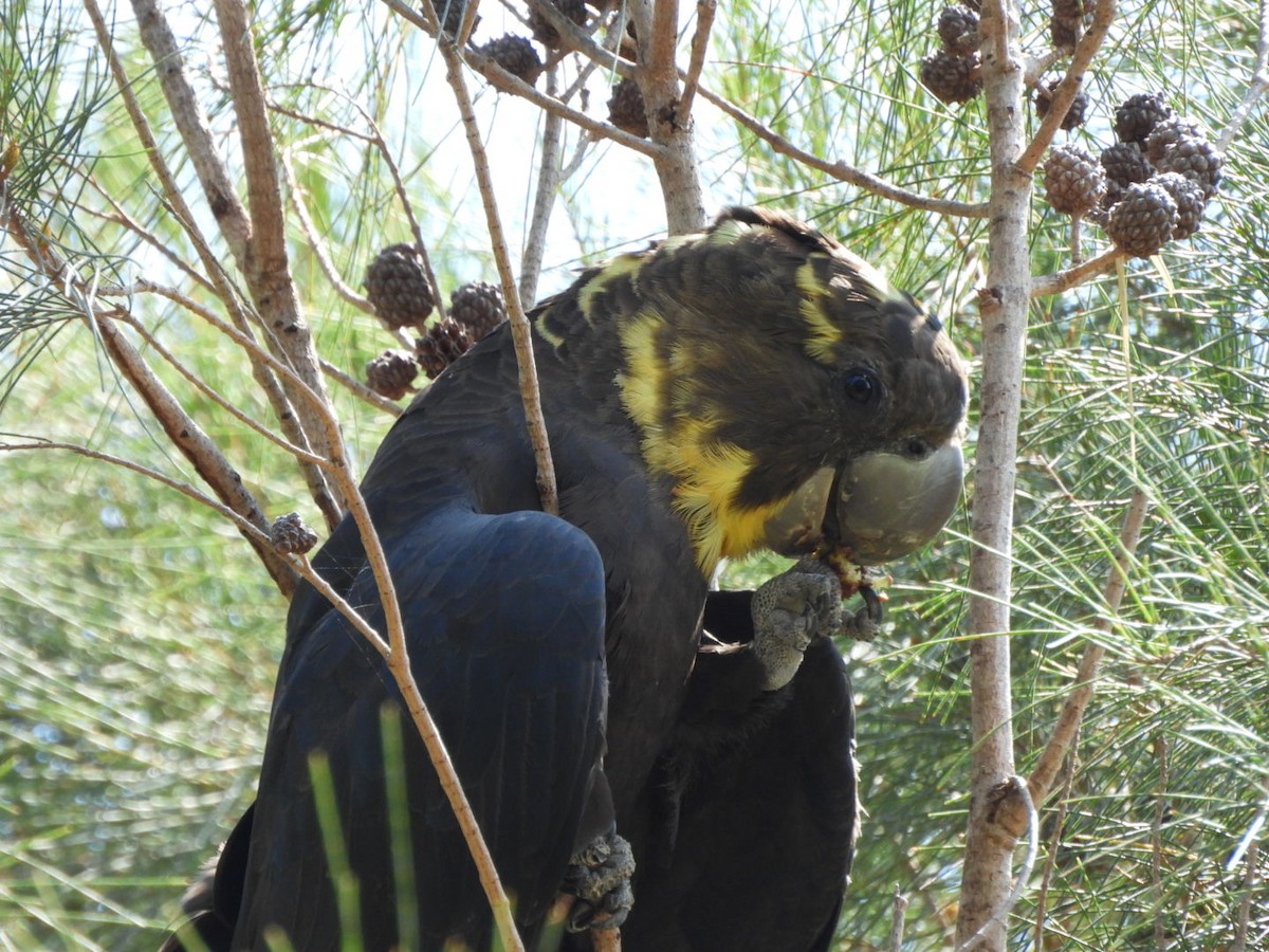 Parlak Siyah Kakadu - ML643409457