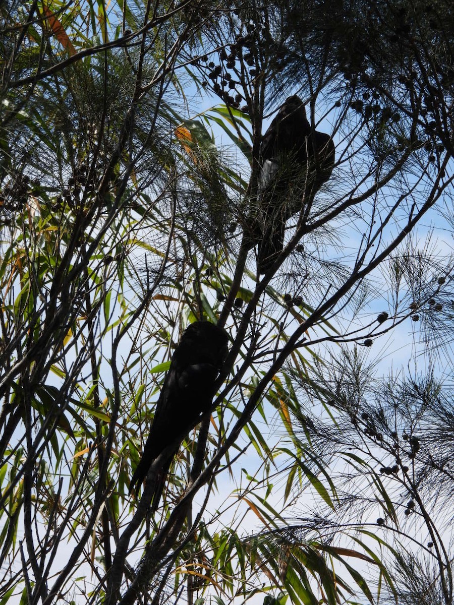 Parlak Siyah Kakadu - ML643409458