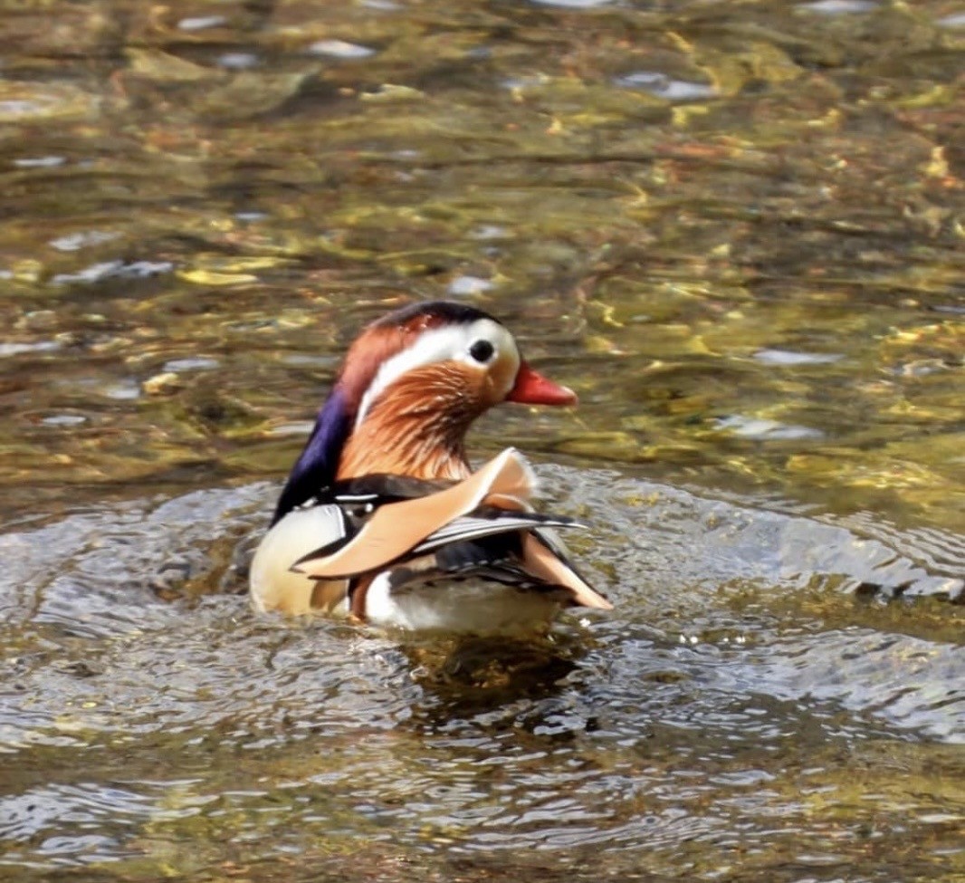 Mandarin Duck - ML643409461